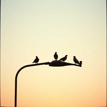 Street Lamp Symphony