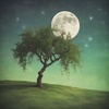 Wind in willow