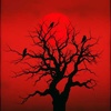 Cover image for Judas Tree