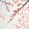 桜舞う空へ