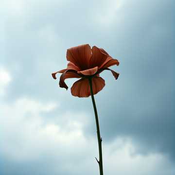 "Words Can’t Capture the Depth of My Pain "