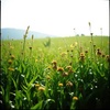 Cover image for Voices for the Earth