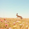 Balance of the Hare