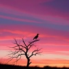 Cover image for Dear Chirpy