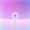 Electric Dandelion