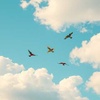 Birds fly