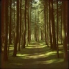 Echoes of Choices