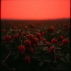 Strawberry Red