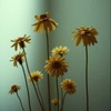 KOrk - Soft lie. 1