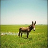 donkey