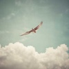 Cover image for Fly high my love.