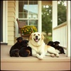 Cover image for D.O.G.