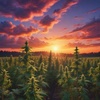 Cover image for Good Vibes High Times