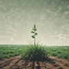 Weeds in My Rocket