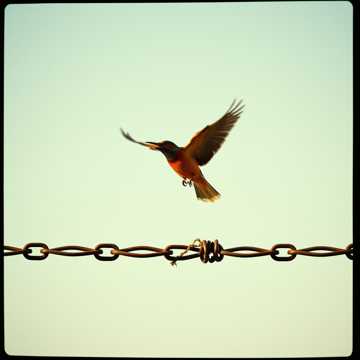 image for I AM Free (4)