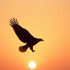 The Light of Freedom