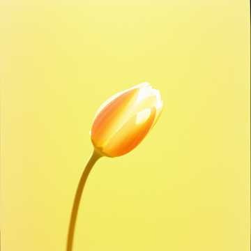 Image for Serenely We Dream
