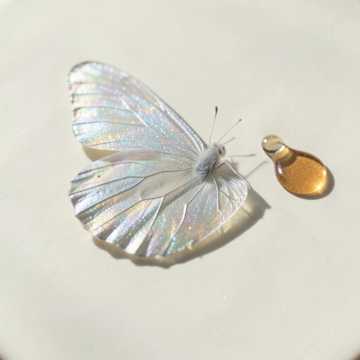 No Butterflies ( But I'm Still Me)