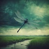 The Patience of a Dragonfly