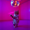 Meow the sound my heart (meow meow meow)