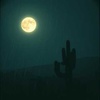 Cactus in the Rain