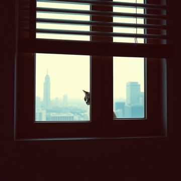 Peeking Through A Blind