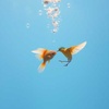Petit Poisson Petit Oiseau (original mix)