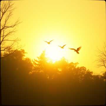 Movement - Improvement