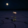 Love tragedy