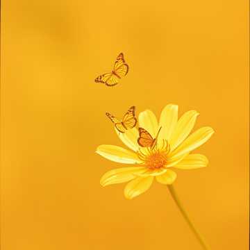 Midas Touch original by KISS OF LIFE
