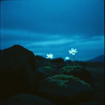 Image for 1900's Poetry HD