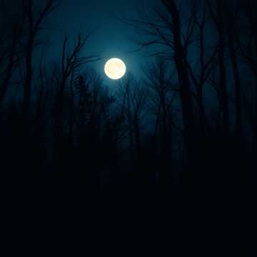 Wolf is Near