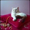 I Want a Diamond Collar