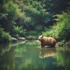 Cover image for The Capybara
