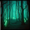 Cover image for Forest Hunting (Remastered)