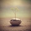gentle transformation