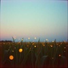 Country Summer Nights