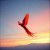 My Free Will