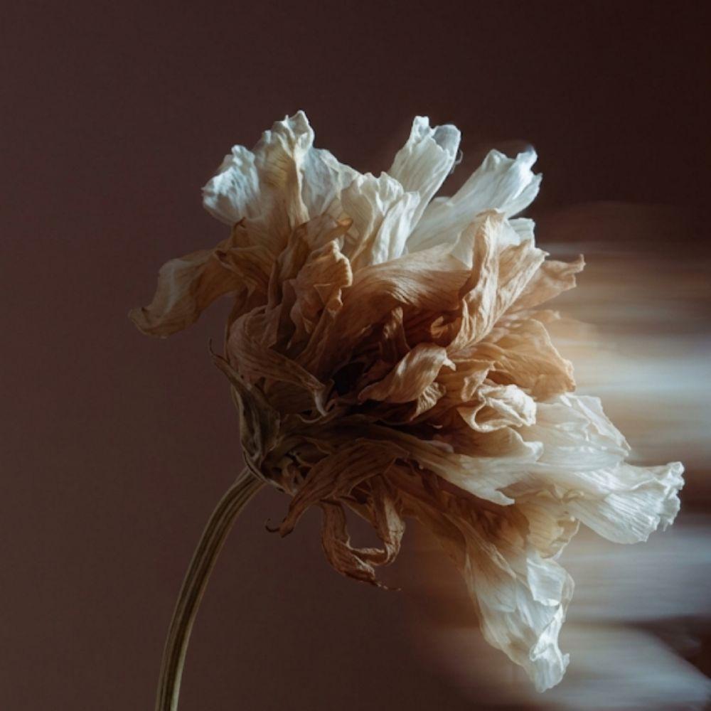 Florescence