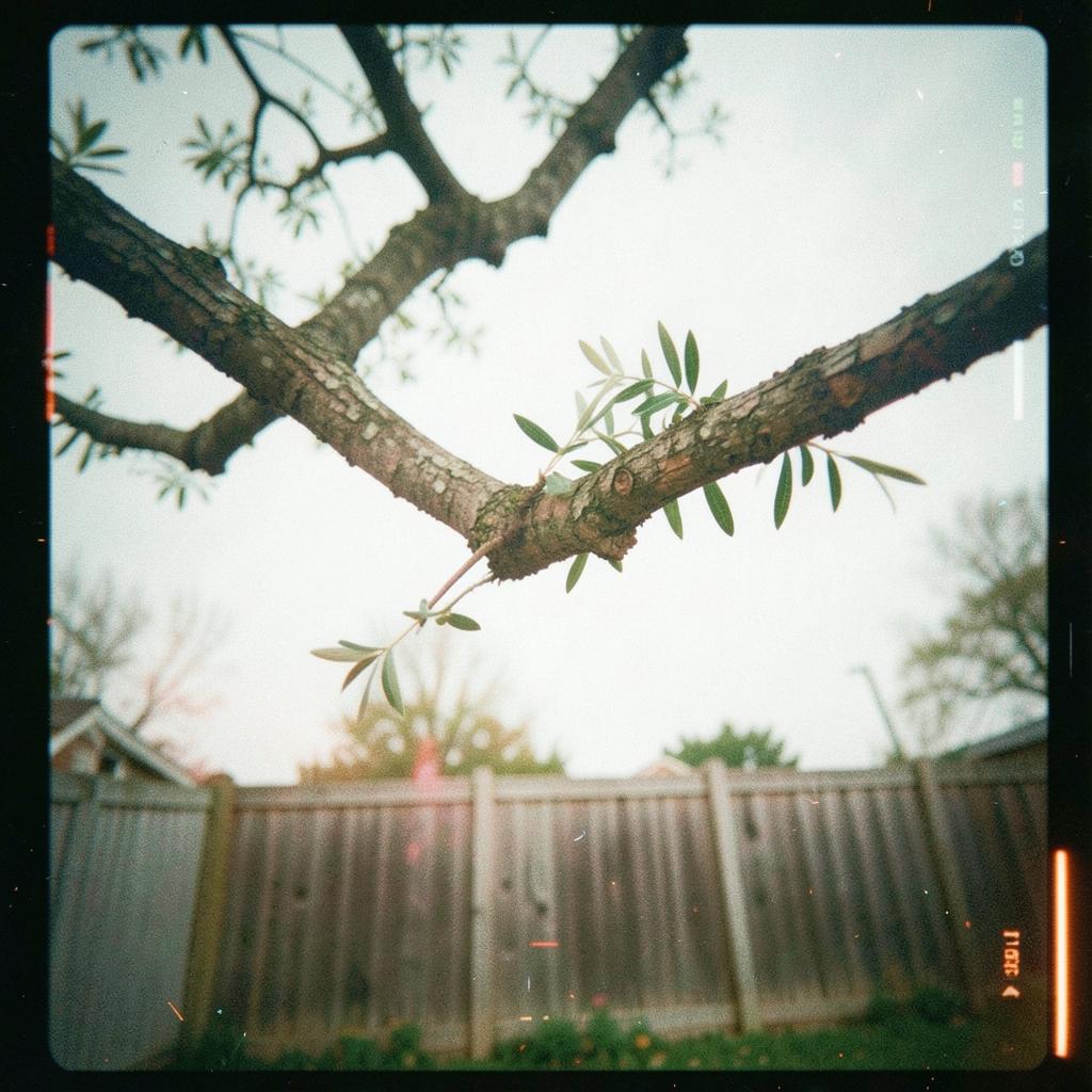 Out on a Limb artwork