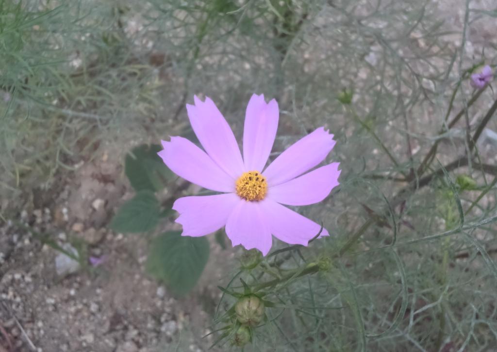 Small Flower artwork