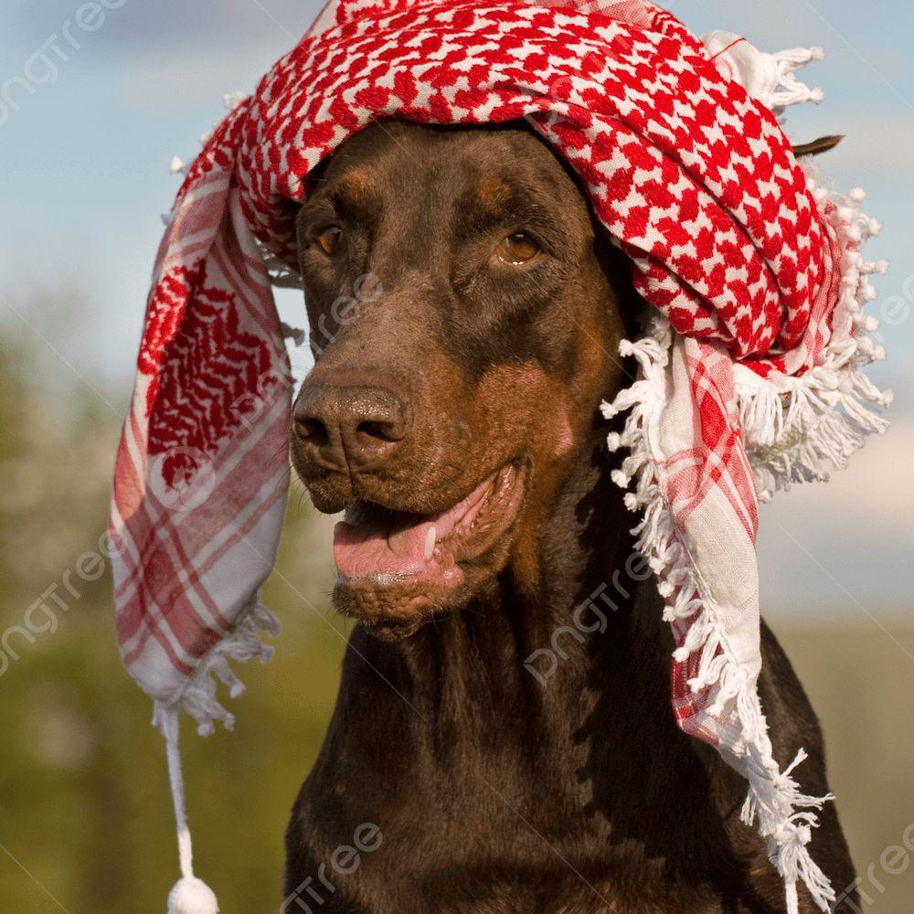 Middle Eastern Dog Stars
