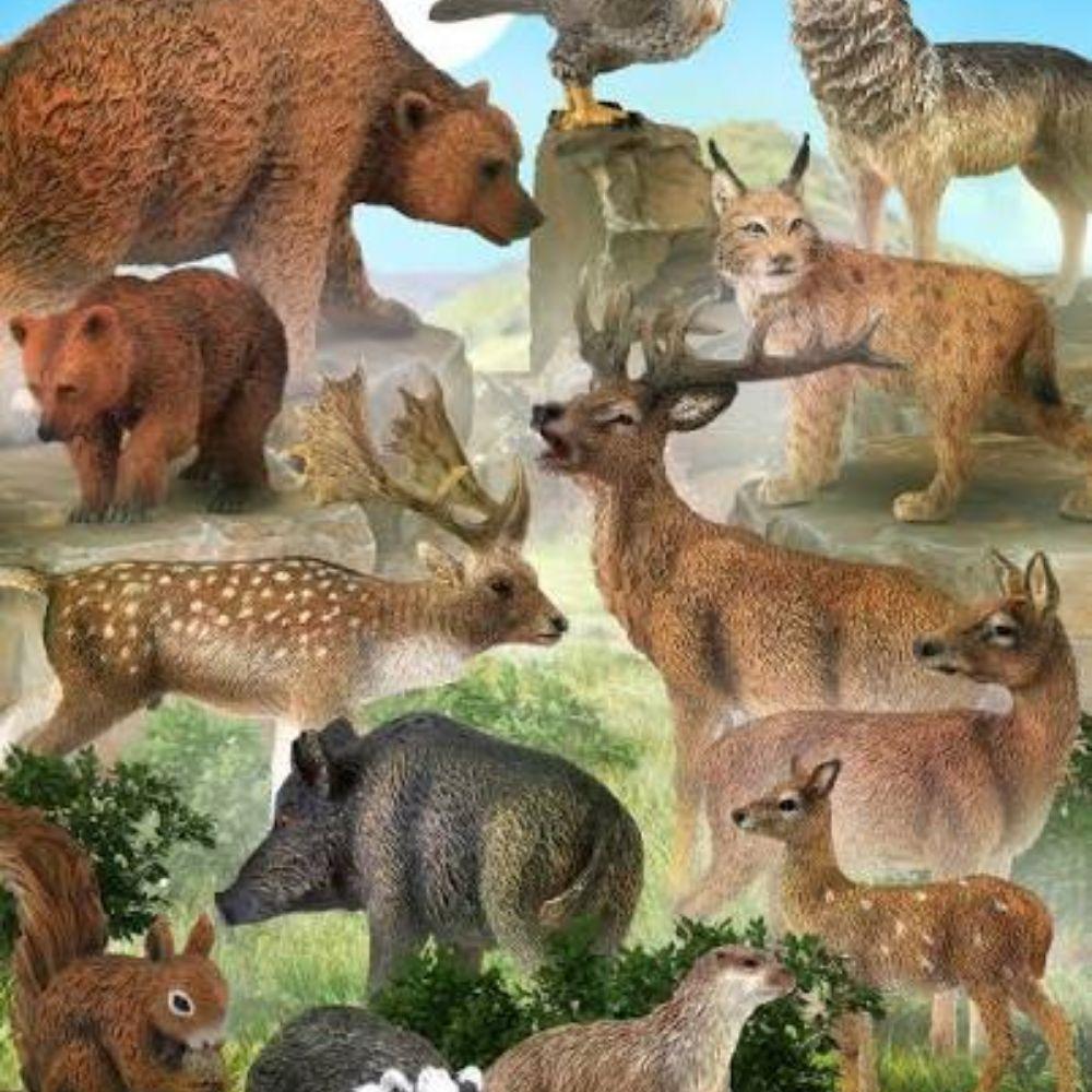 Animals