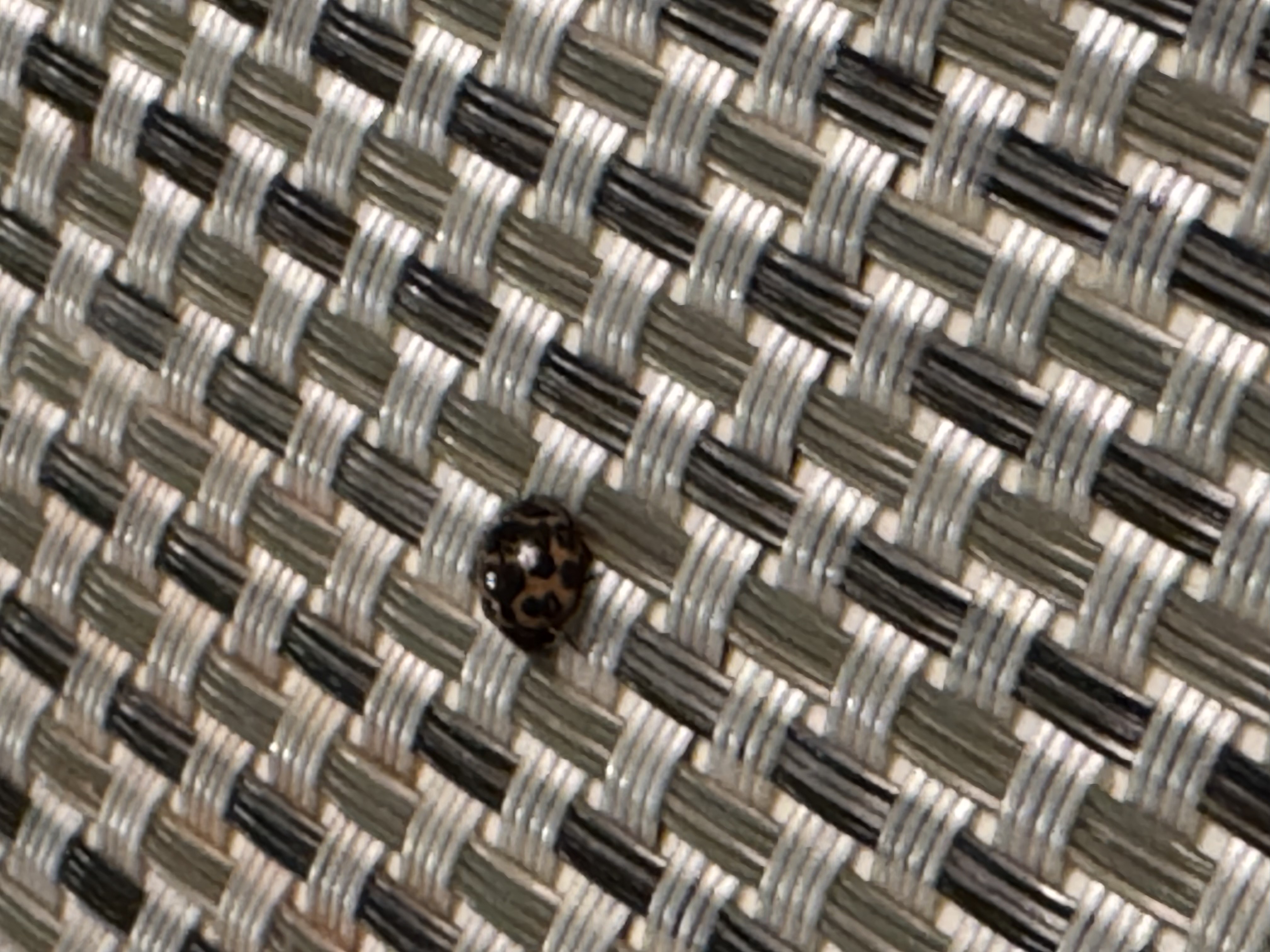 Persona image for felix