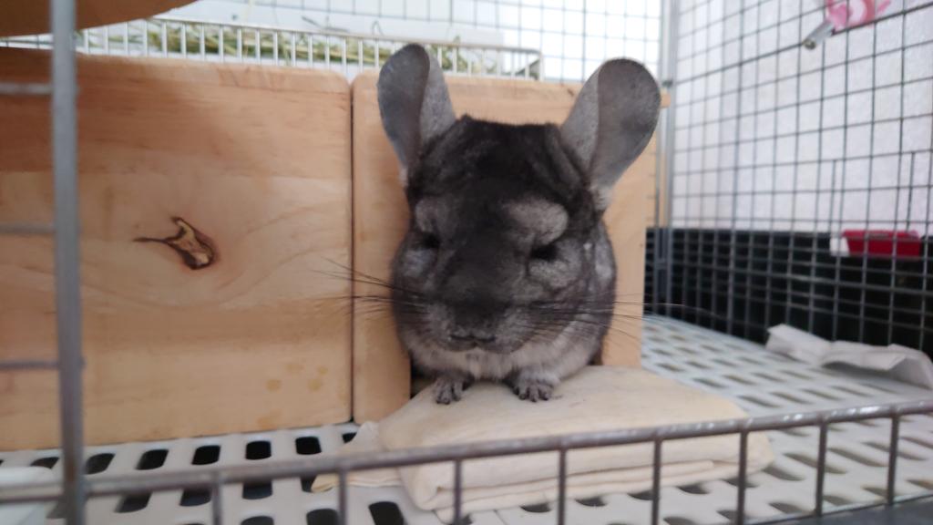 画像でポン 3
