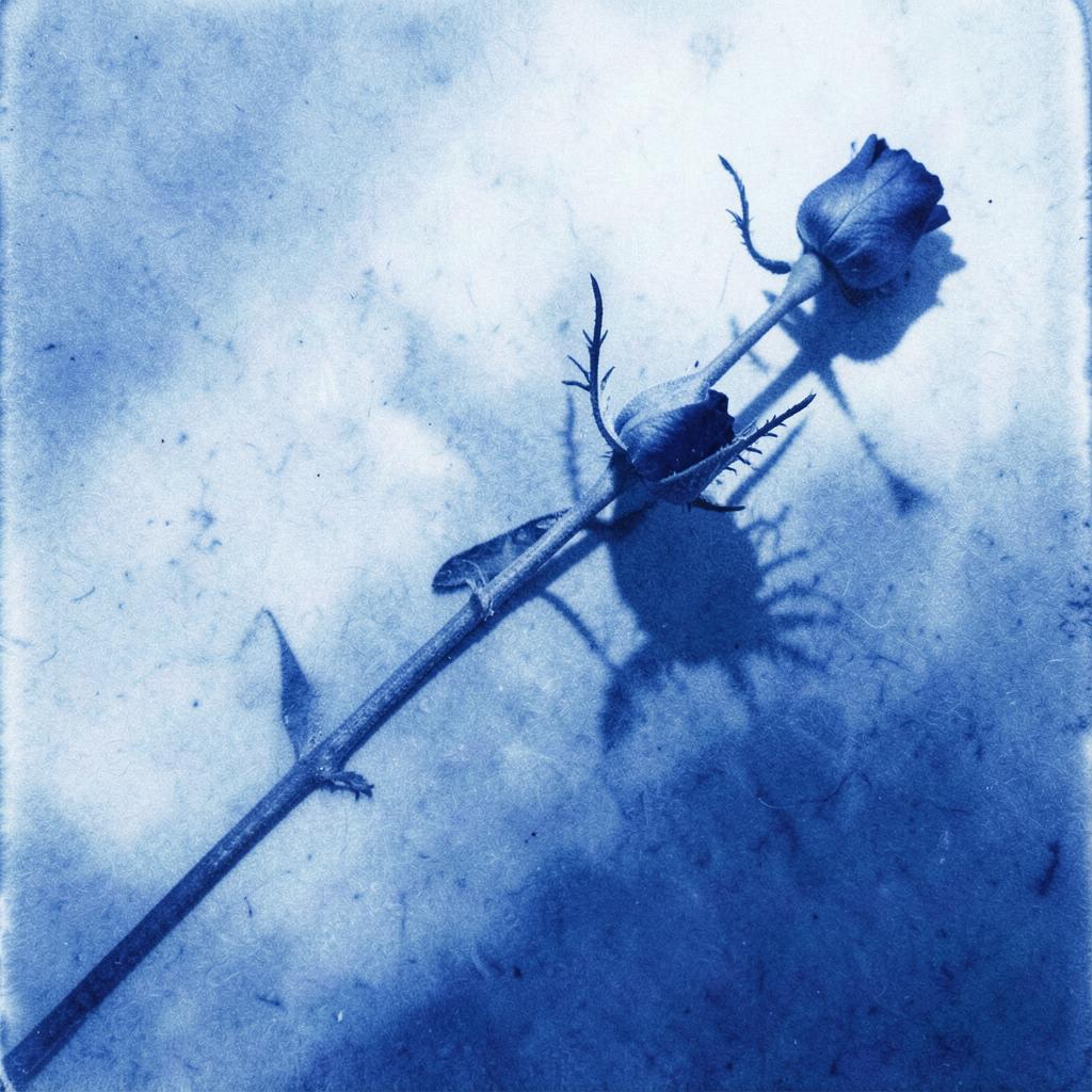 ONE LAST ROSE (Remix) artwork