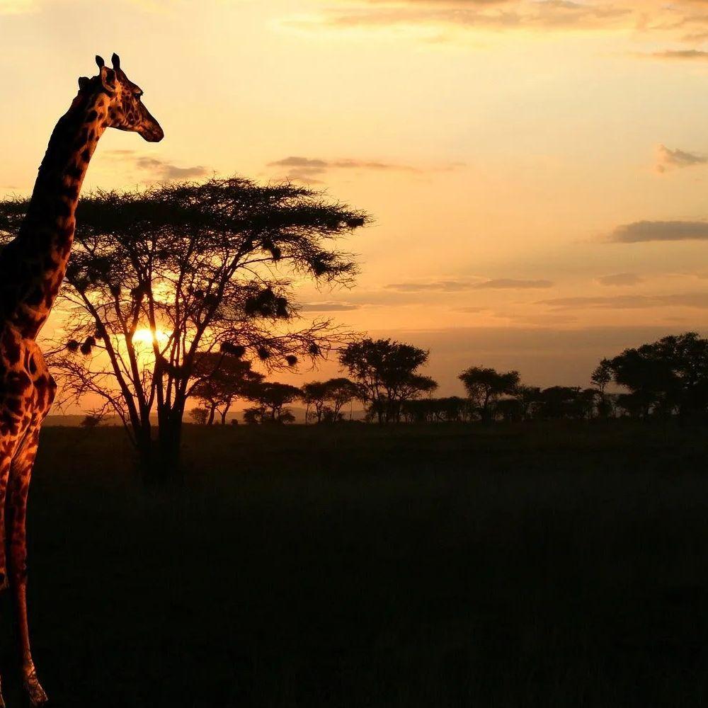 African Vibes