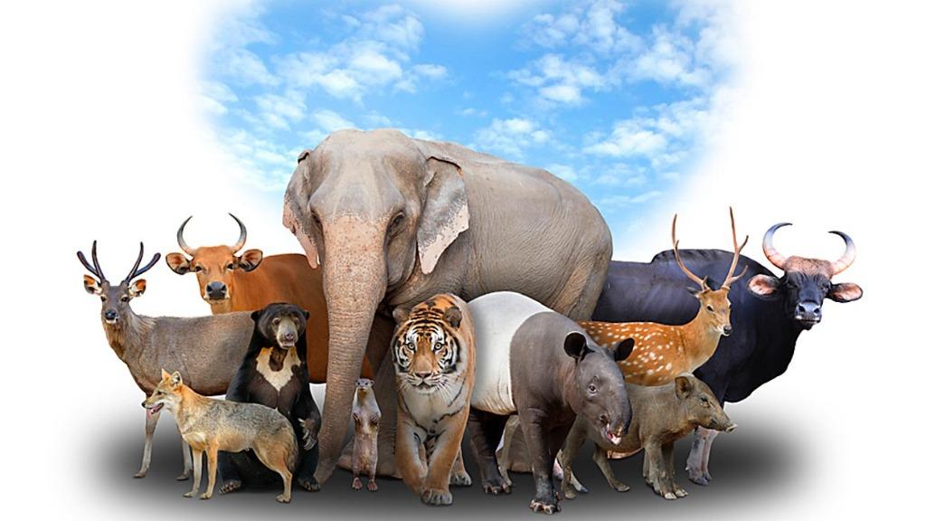 Animals