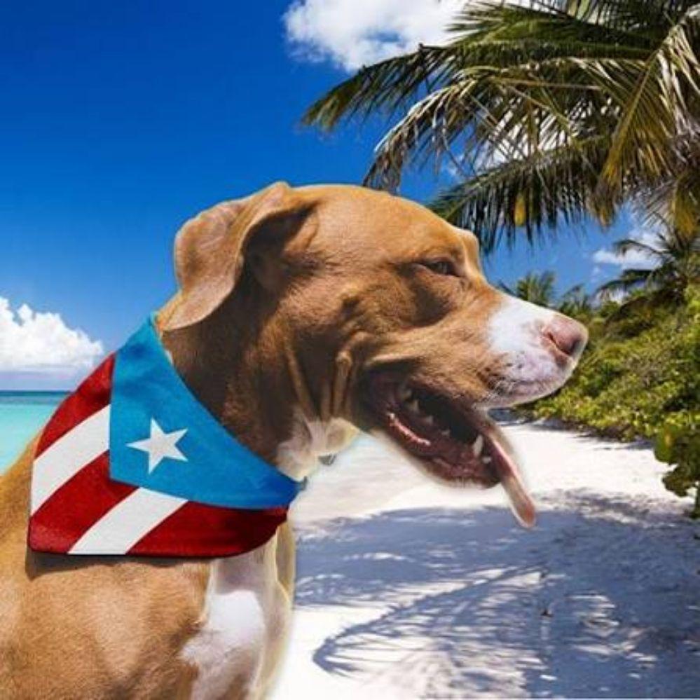 Puerto Rican Dog Stars
