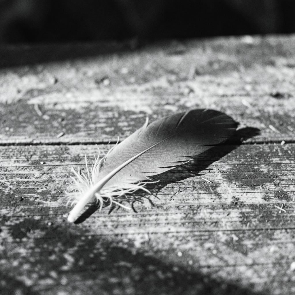 Clipped Wings artwork